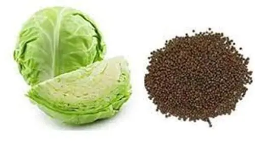 Hybrid White Cabbage Seed